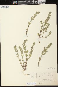 Scutellaria parvula var. parvula image