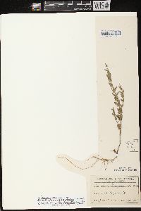 Scutellaria parvula image