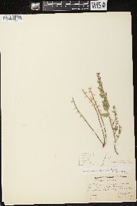 Scutellaria parvula image