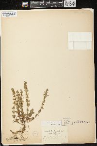 Scutellaria parvula var. parvula image