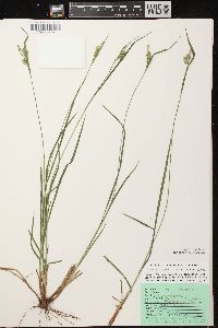 Carex pallescens image