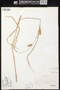 Carex laeviconica image