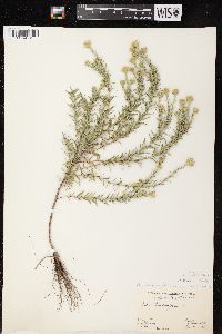 Ionactis linariifolia image