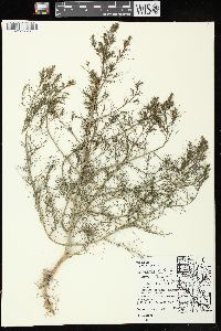 Salsola tragus image