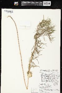 Artemisia dracunculus image