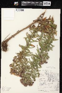 Symphyotrichum novae-angliae image