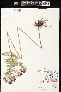 Symphyotrichum novae-angliae image