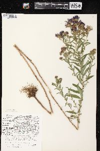 Symphyotrichum novae-angliae image