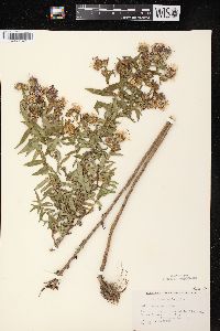 Symphyotrichum novae-angliae image