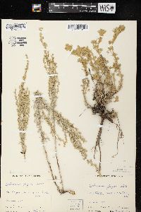 Artemisia frigida image