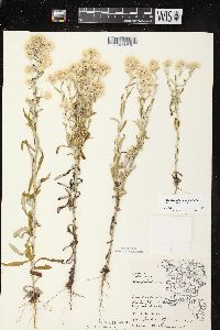 Pseudognaphalium obtusifolium subsp. obtusifolium image