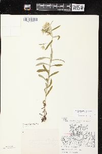 Pseudognaphalium obtusifolium subsp. obtusifolium image