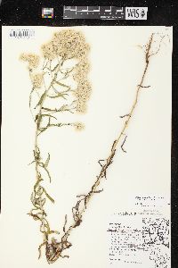 Pseudognaphalium obtusifolium subsp. obtusifolium image