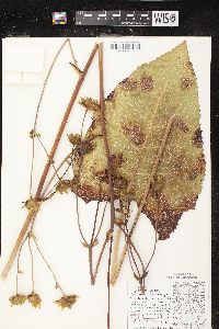 Silphium terebinthinaceum var. terebinthinaceum image