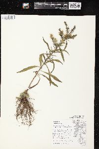 Symphyotrichum pilosum var. pilosum image