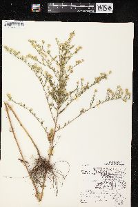 Symphyotrichum pilosum var. pilosum image