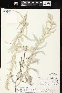 Artemisia ludoviciana subsp. ludoviciana image