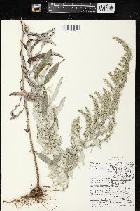 Artemisia ludoviciana subsp. ludoviciana image