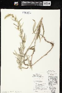 Artemisia ludoviciana subsp. ludoviciana image