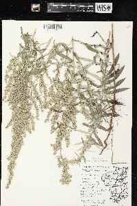 Artemisia ludoviciana subsp. ludoviciana image