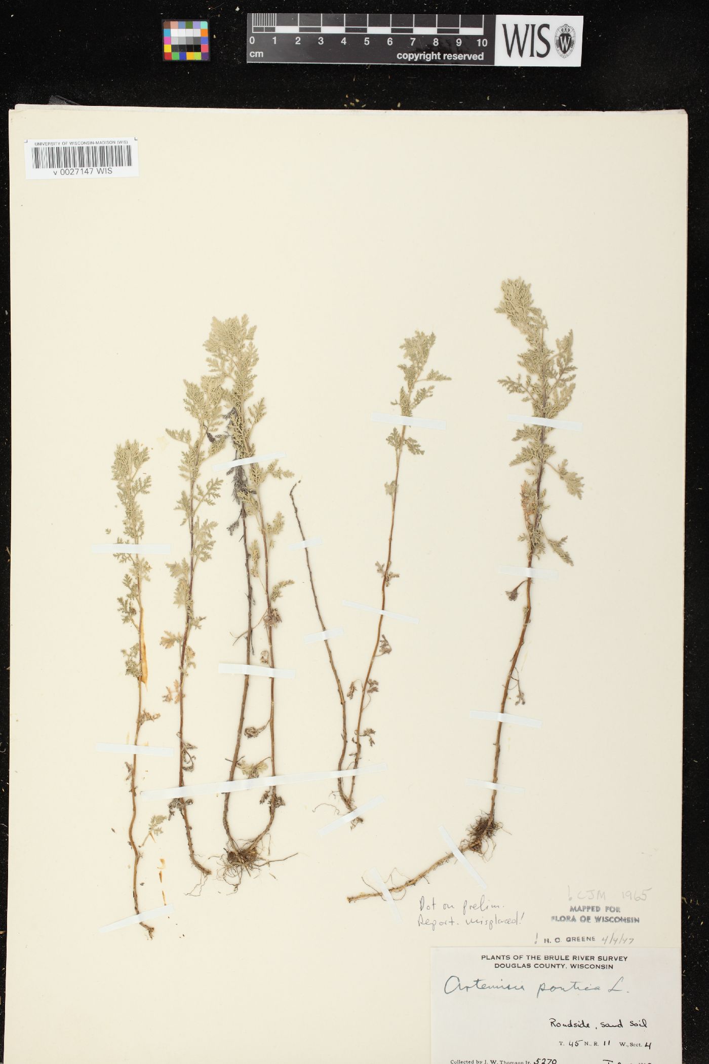 Artemisia pontica image