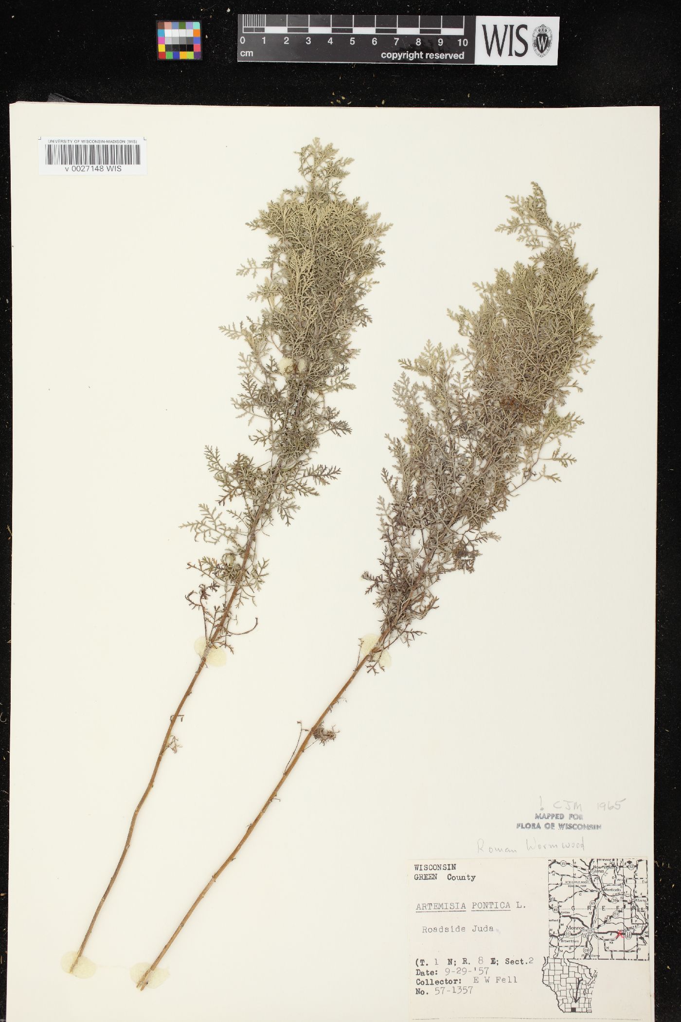 Artemisia pontica image