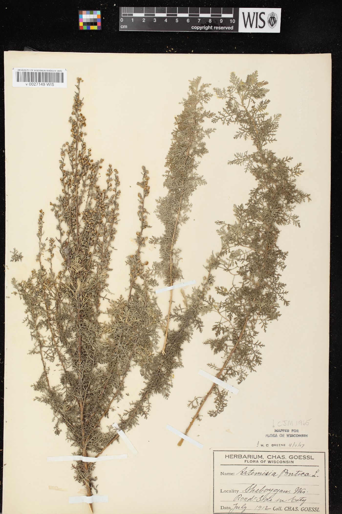 Artemisia pontica image