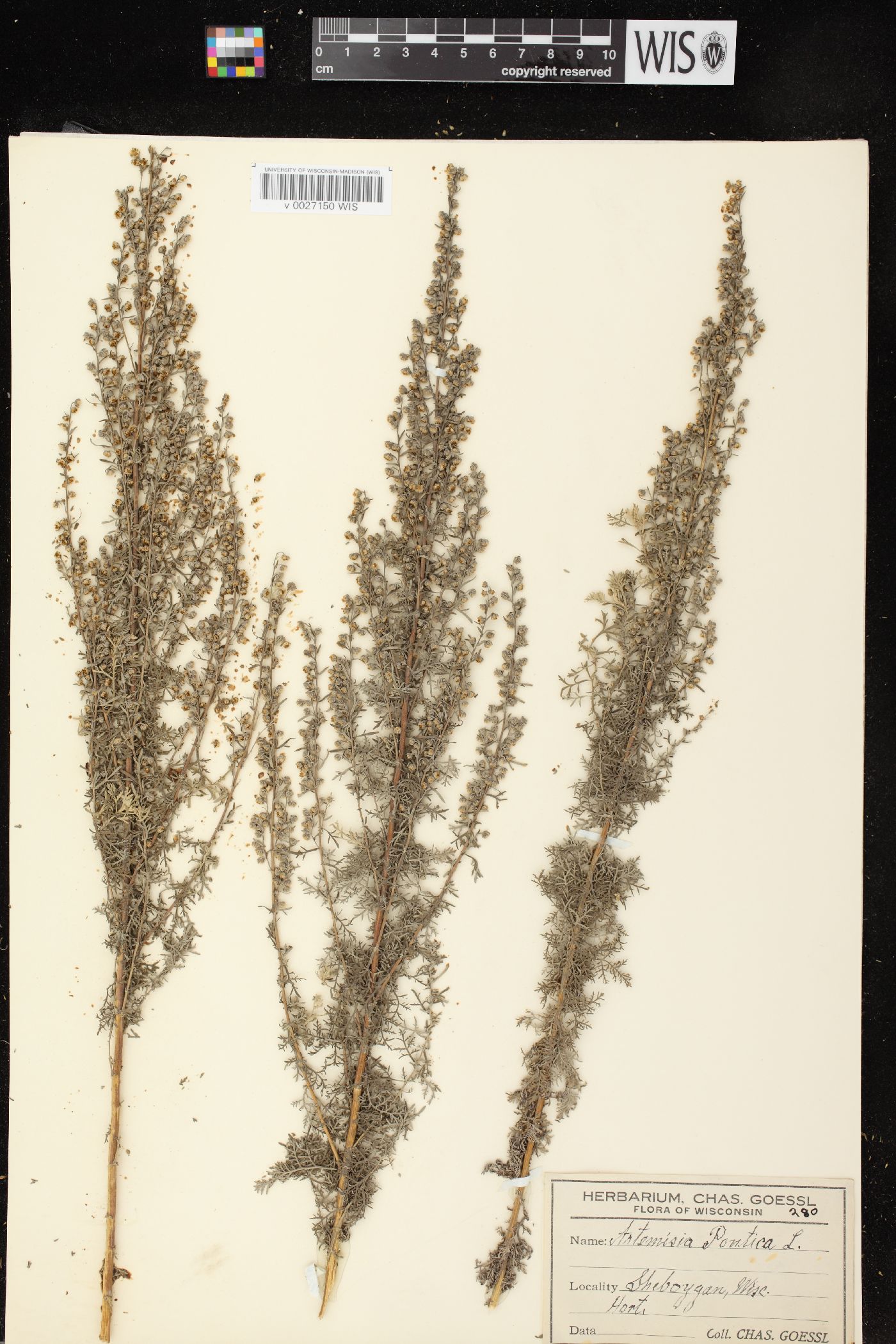 Artemisia pontica image