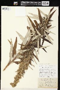 Artemisia serrata image