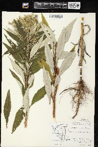 Artemisia serrata image