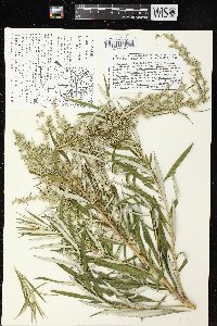 Artemisia serrata image