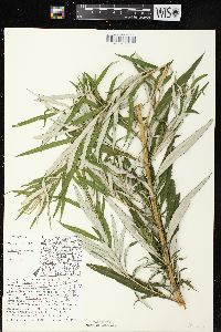 Artemisia serrata image