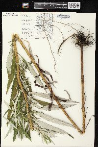 Artemisia serrata image