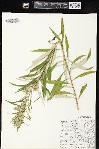 Artemisia serrata image