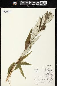 Artemisia serrata image