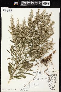 Artemisia serrata image