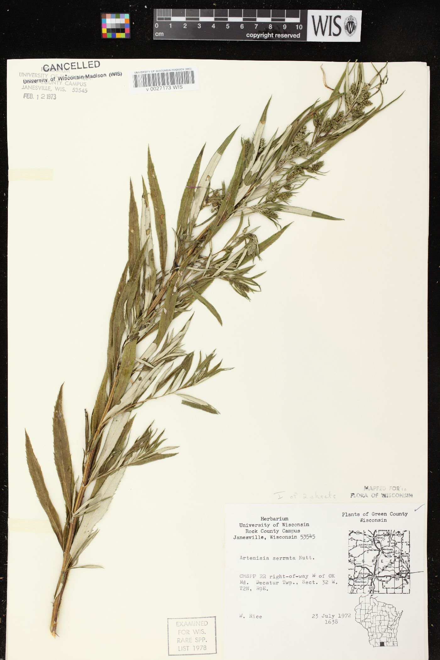 Artemisia serrata image