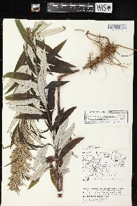 Artemisia serrata image