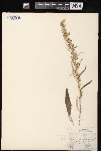 Image of Artemisia serrata