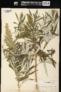 Artemisia serrata image