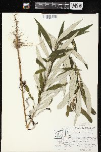 Artemisia serrata image