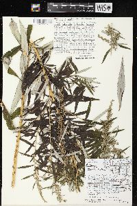 Artemisia serrata image