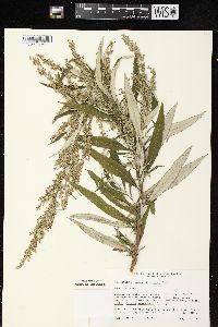 Artemisia serrata image