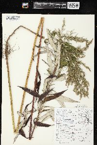 Artemisia serrata image