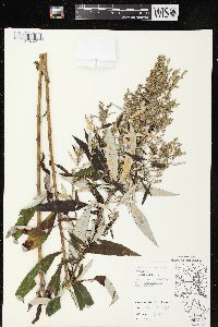 Artemisia serrata image