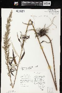 Artemisia serrata image