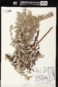 Artemisia serrata image