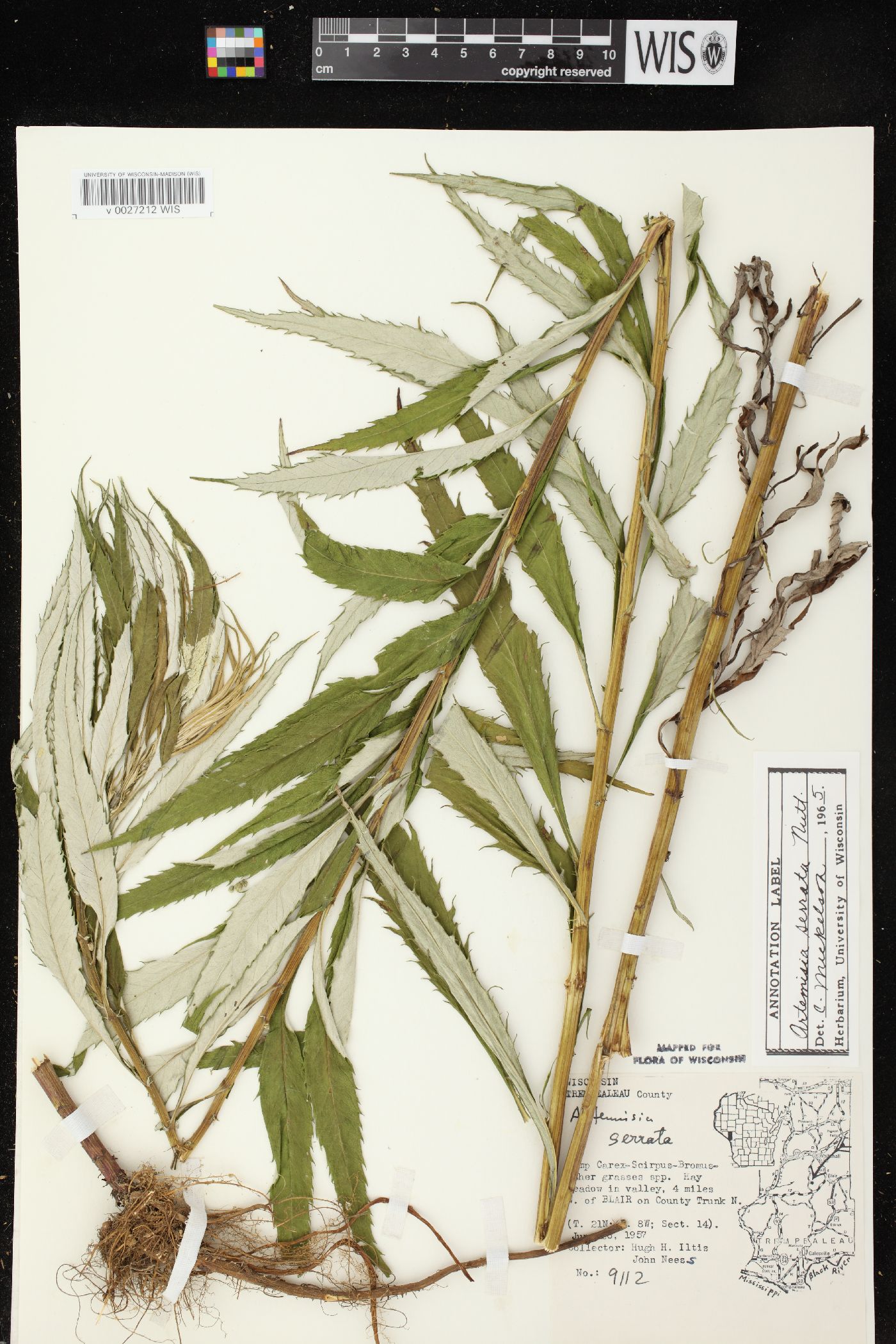 Artemisia serrata image