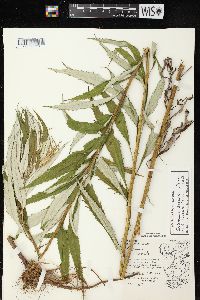 Artemisia serrata image