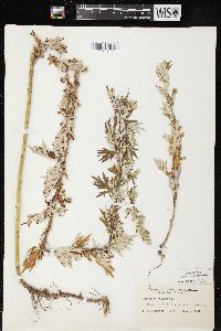 Artemisia vulgaris image